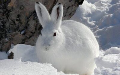 Schneemangel stellt den Schneehasen vor große Herausforderungen