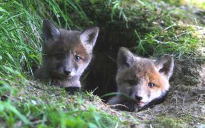 Wildtiere im Frühjahr