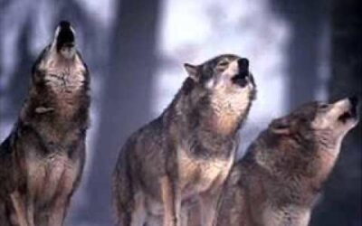 Wolf, Fuchs, Hund oder Schakal?