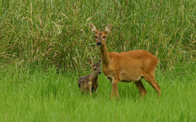 Fortpflanzung der Wildtiere