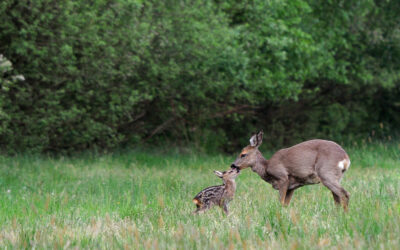 Frühjahrsjagd sinnvoll?
