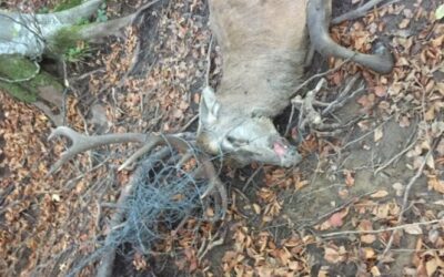 Stacheldrähte – Eine unsichtbare Gefahr für Tier und Mensch