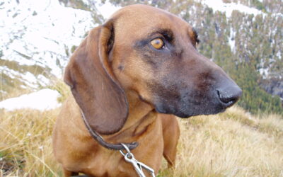 Nase der Jagdhunde