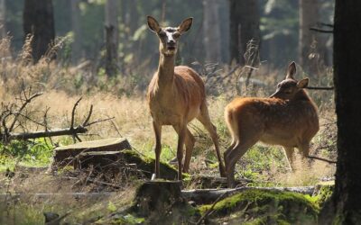 (Legaler) Muttermord auf der Jagd