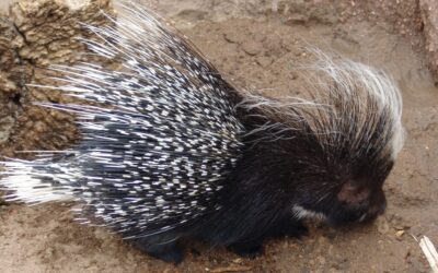 Spuren von Stachelschweine