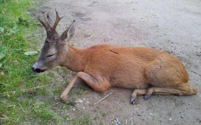 Wildunfall, eine Mail von einem Betroffenen