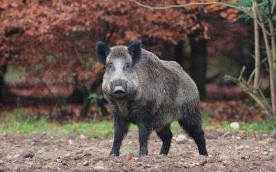 Schweinepest: Keine Fälle in Südtirol