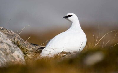 Jagdrecht verkürzen?