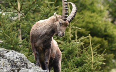 Steinböcke im Ultental